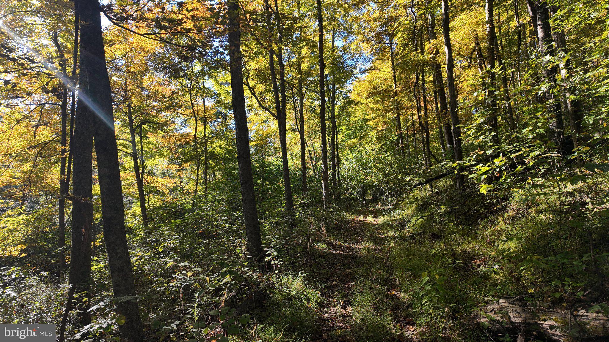 Cold Run Valley Road Berkeley Springs, WV 25411 - Photo 71 of 83 Gallery Image 71