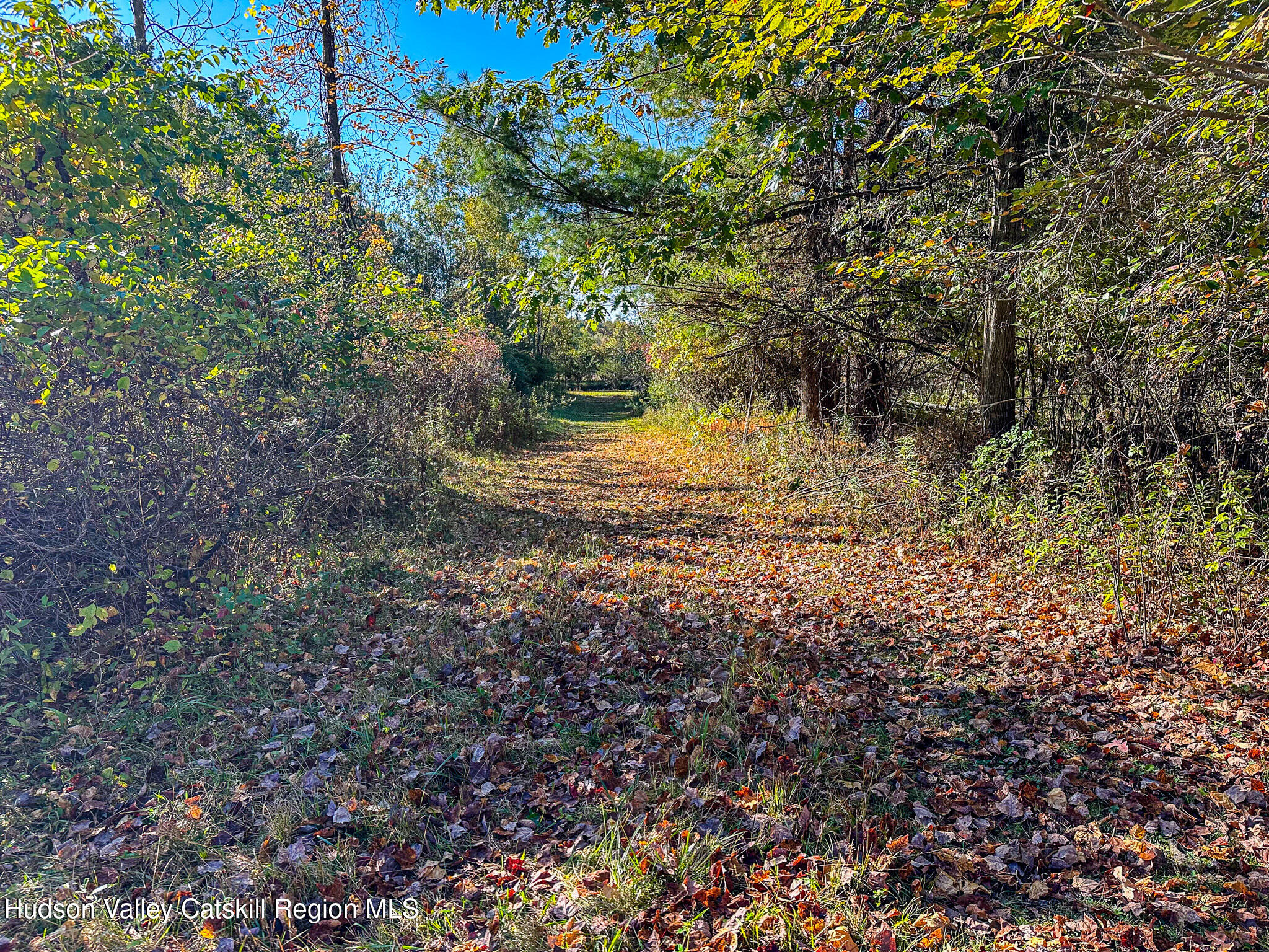 91 Drake Hill Road Greenville, NY 12431 - Photo 23 of 28 a view of a yard with plants and large trees