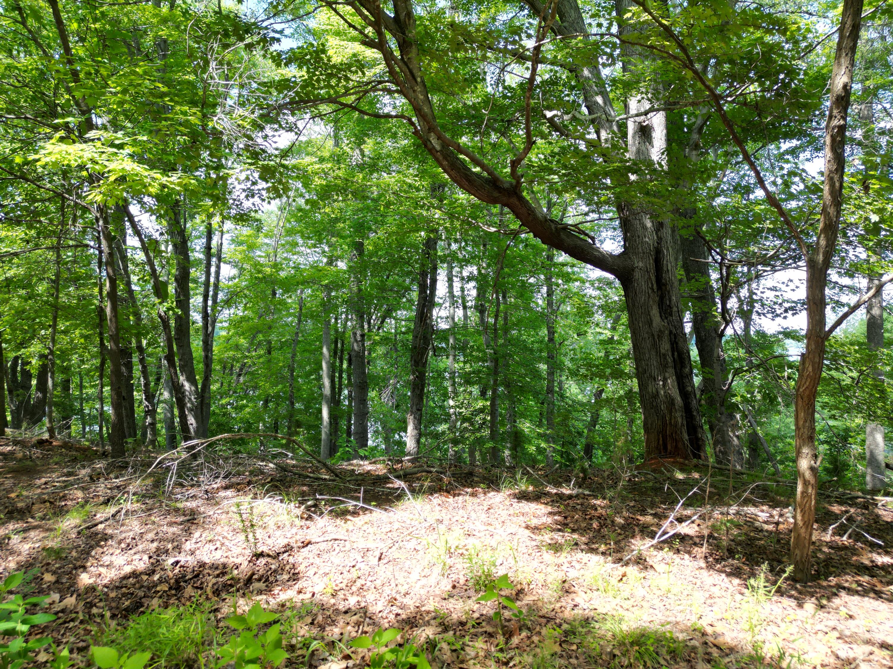 0 Ivy Lane Union Hall, VA 24176 - Photo 17 of 20 a backyard of a house with lots of green space