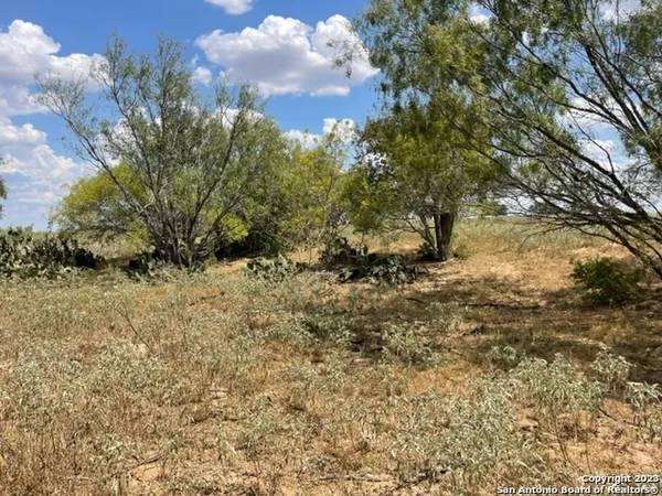 a view of a yard with a tree