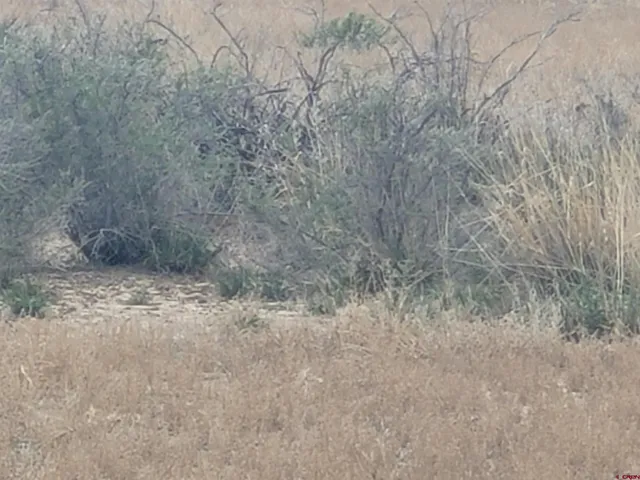 a view of a dry yard with trees