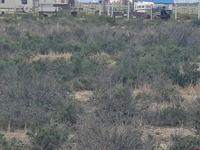 a view of a dry yard with wooden fence