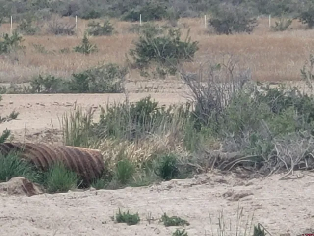 a view of a dry yard with trees