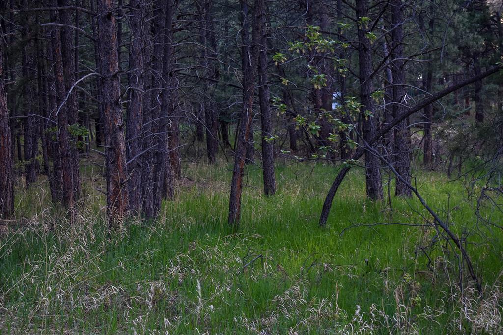 165 West Rye Co 81069 Rye, CO 81069 - Photo 10 of 38
