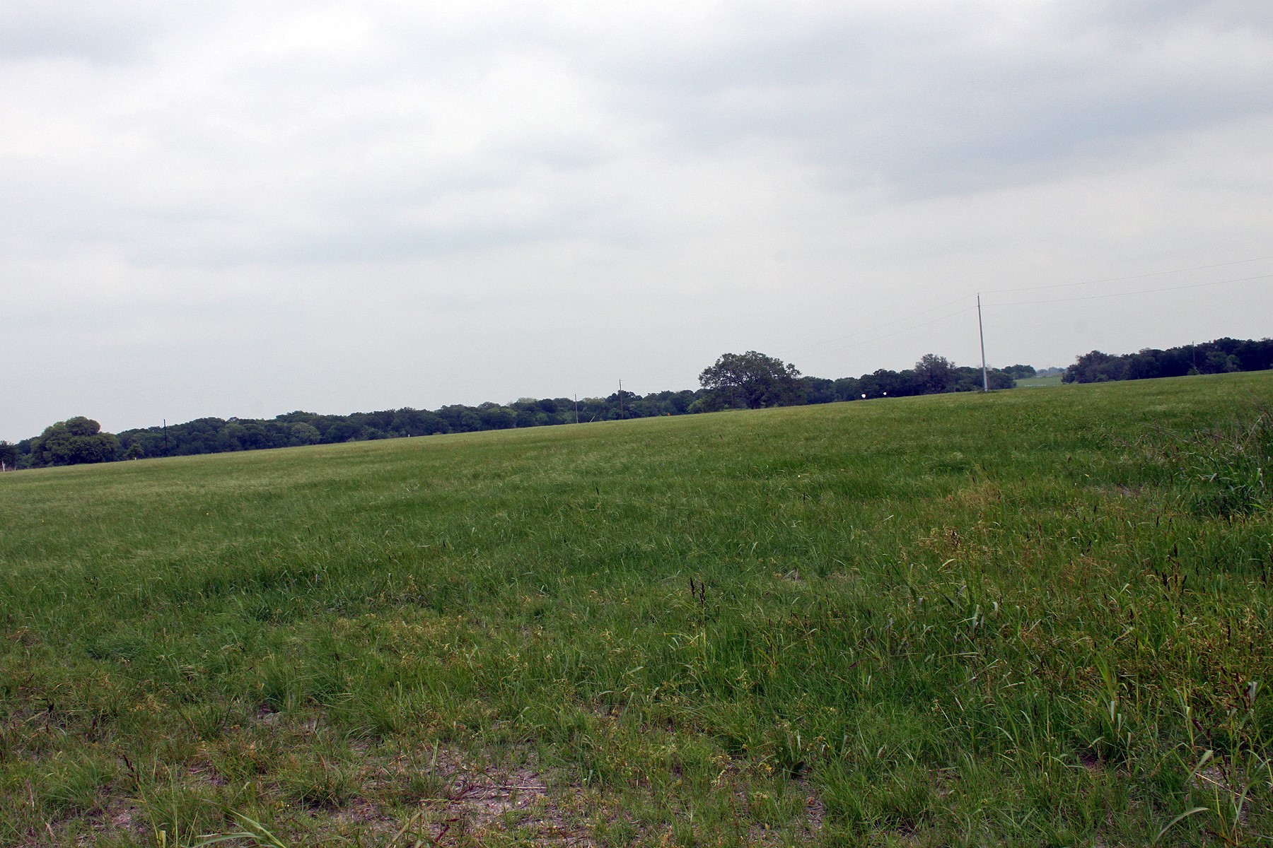 0 Brushy Branch Road Lockhart, TX 78644 - Photo 11 of 19 A vast, verdant expanse of pastureland bordered by a dense tree line under a soft, overcast sky.
