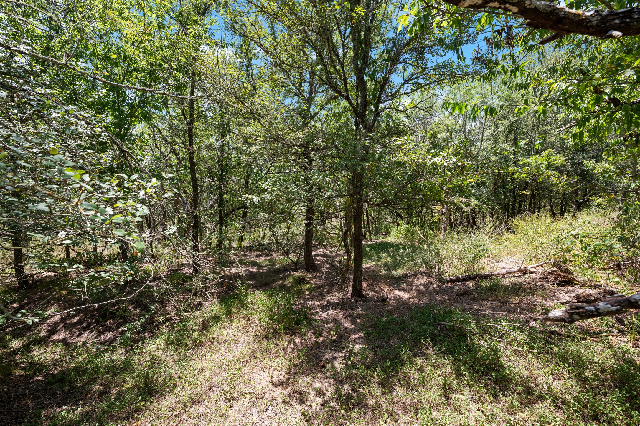 18101 Albert Voelker Road Elgin, TX 78621 - Photo 18 of 33 Oak trees