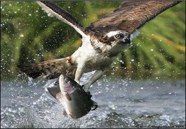 Lot 8 Creek Pointe Road New Bern, NC 28560 - Photo 12 of 13 osprey-fish