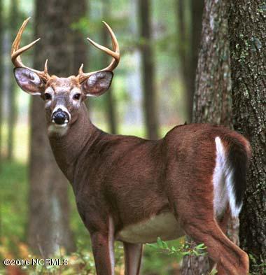 Lot 8 Creek Pointe Road New Bern, NC 28560 - Photo 4 of 13 white_tailed_deer_buck2
