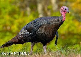 Lot 8 Creek Pointe Road New Bern, NC 28560 - Photo 5 of 13 wild turkey