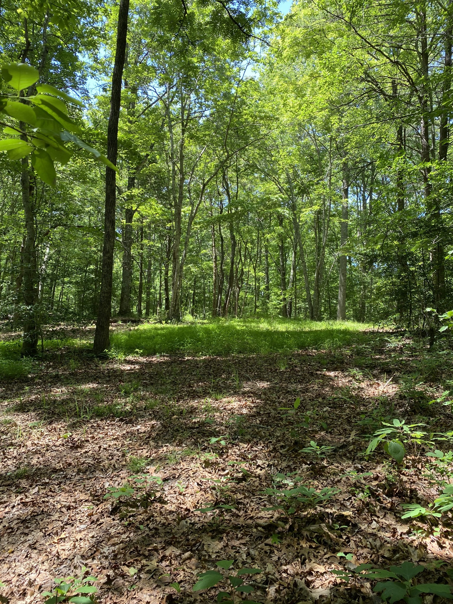 118 Cherokee Road Spencer, TN 38585 - Photo 50 of 85 a view of a park with large trees