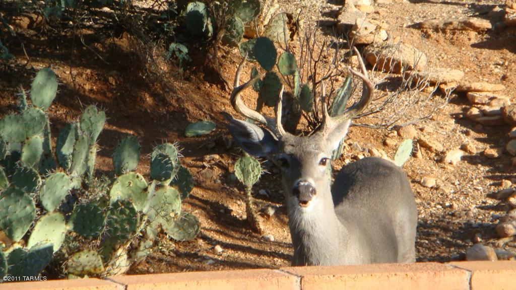 6880 North Cascade Spring Place Tucson, AZ 85718 - Photo 15 of 15