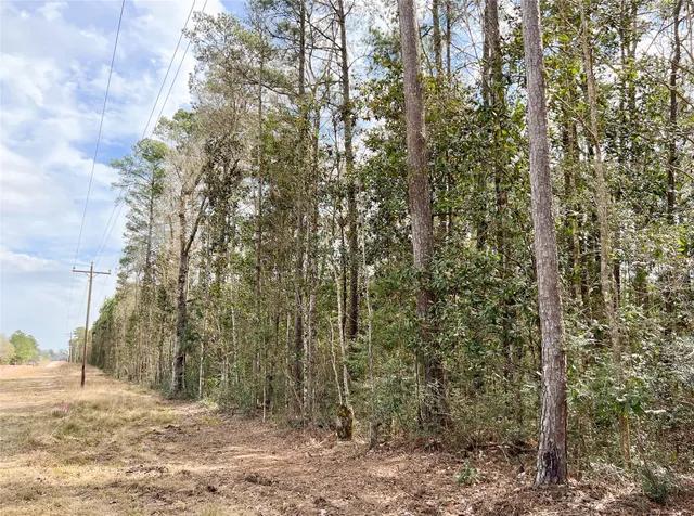 a view of a forest with trees