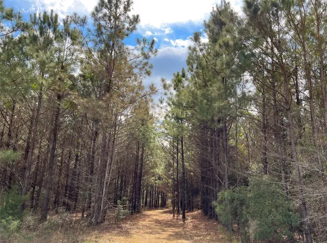 a view of a forest with trees in the background
