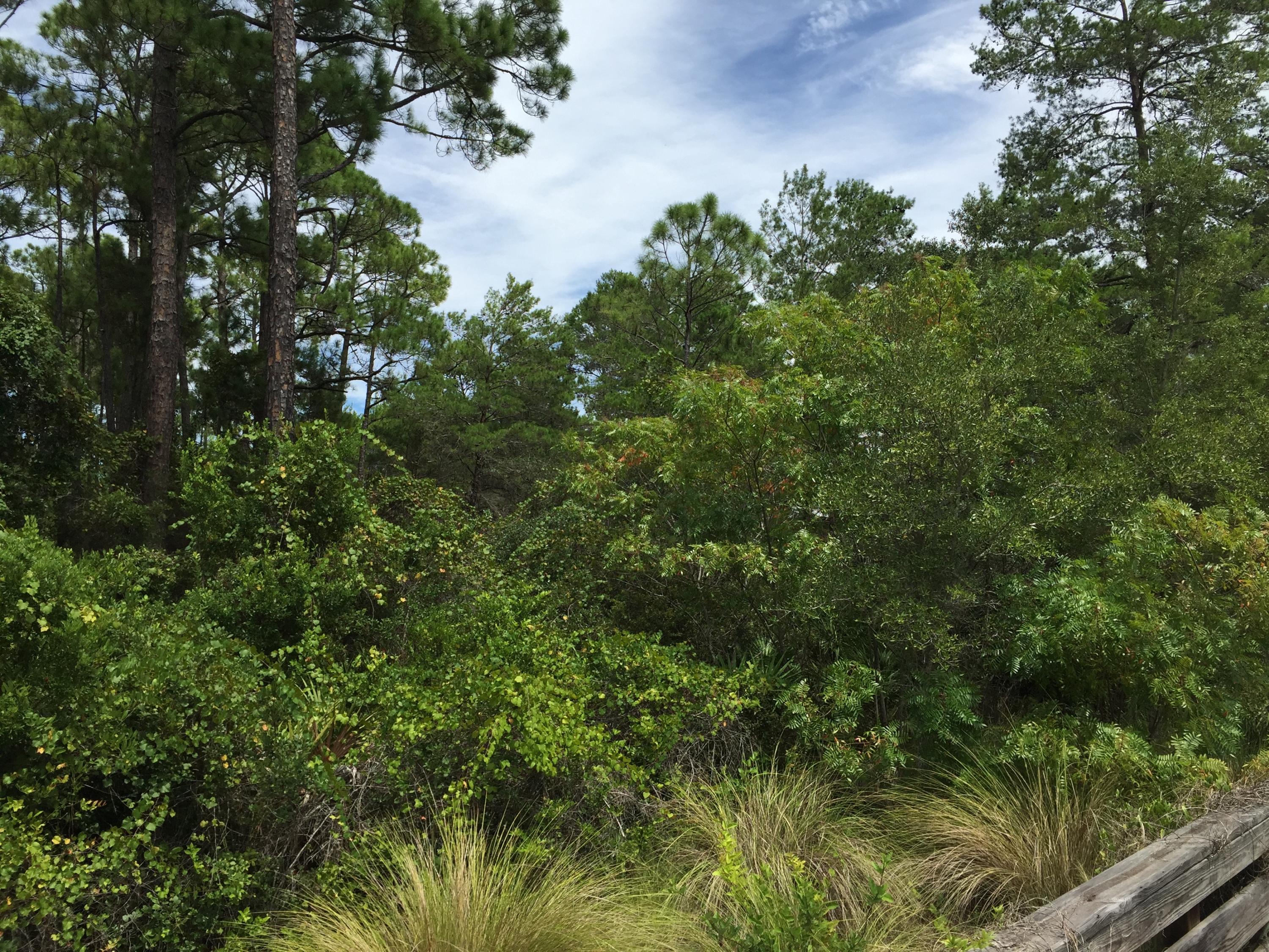 Lot 25 Matt's Way Santa Rosa Beach, FL 32459 - Photo 5 of 10 a view of a forest