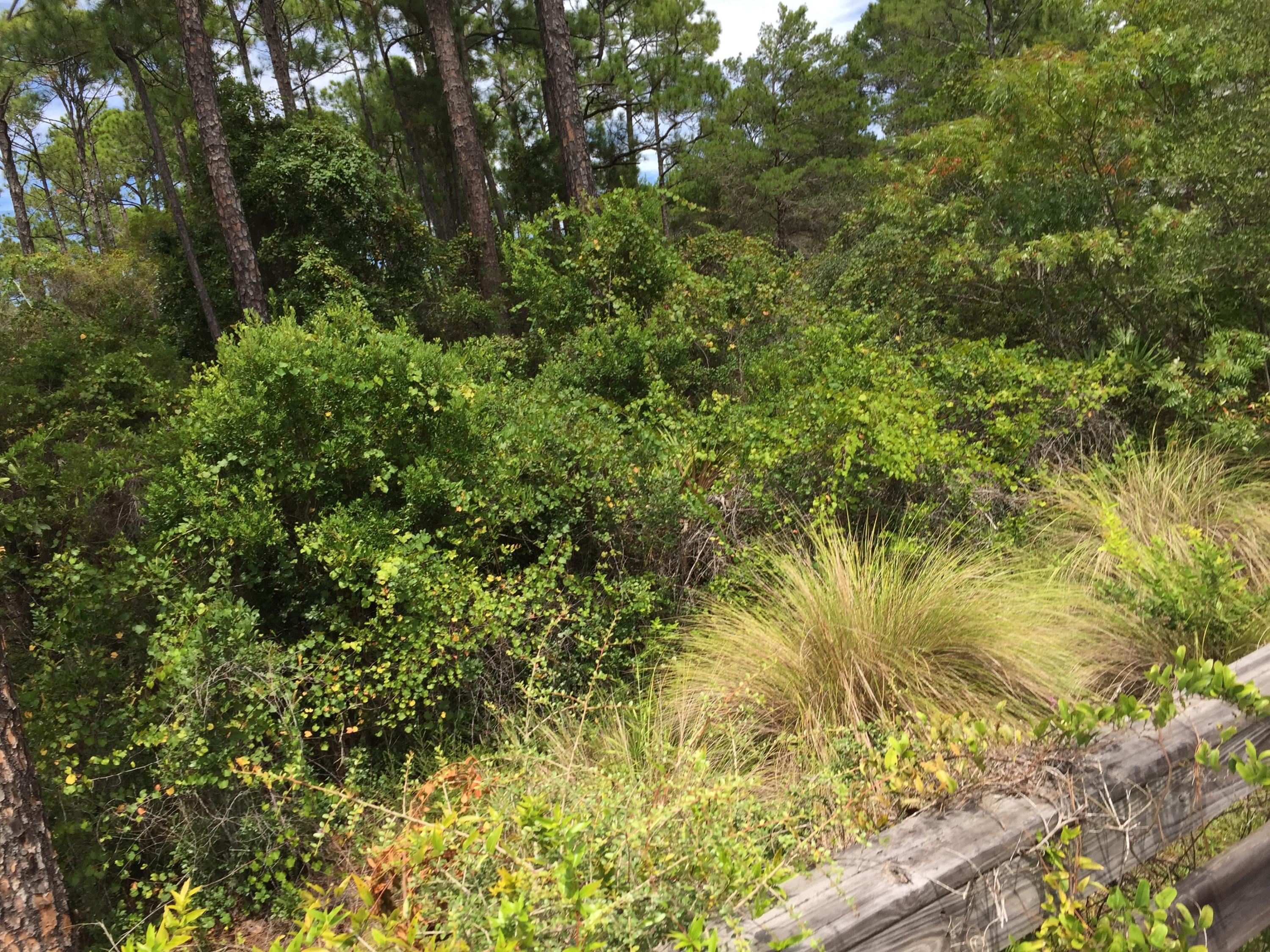 Lot 25 Matt's Way Santa Rosa Beach, FL 32459 - Photo 7 of 10 a view of a large yard with lots of green space