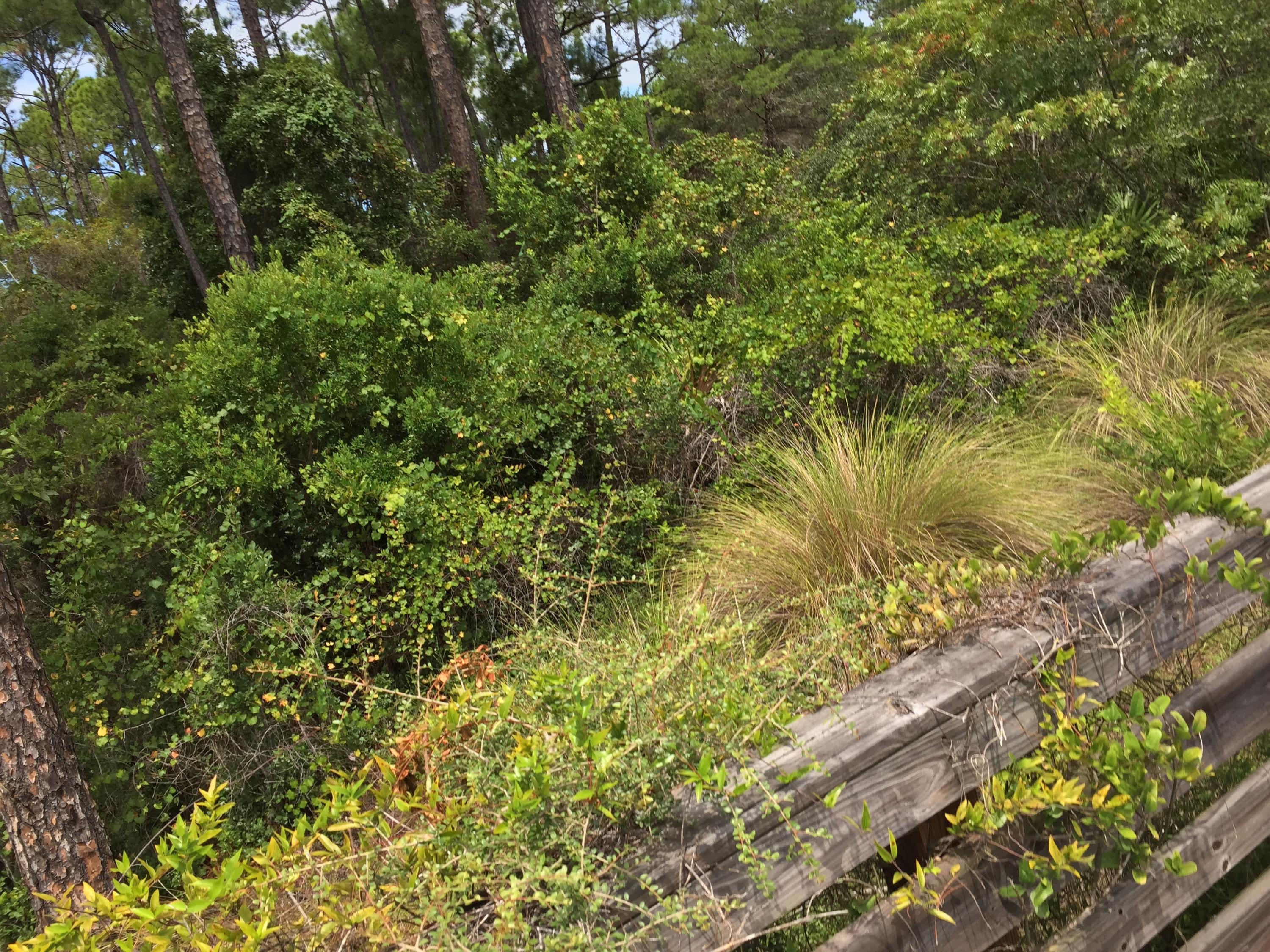 Lot 25 Matt's Way Santa Rosa Beach, FL 32459 - Photo 8 of 10 a view of a large yard with plants and tree