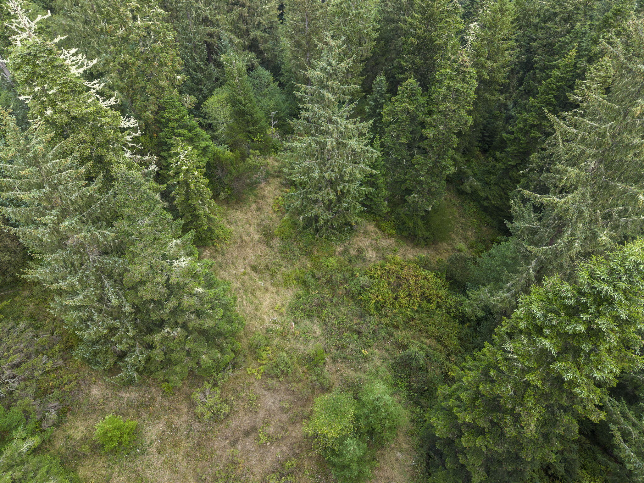 0 Williams Creek Road Ferndale, CA 95536 - Photo 6 of 13
