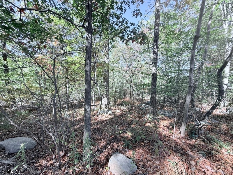 42 Gaisler Road Blairstown, NJ 07825 - Photo 3 of 8 a backyard of a house with lots of green space