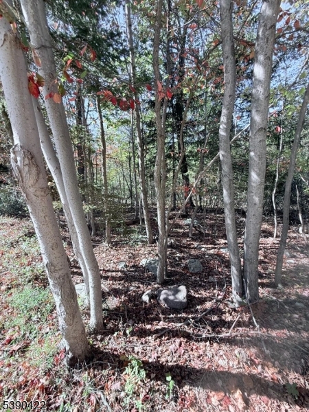 42 Gaisler Road Blairstown, NJ 07825 - Photo 6 of 8 a view of a yard with large trees