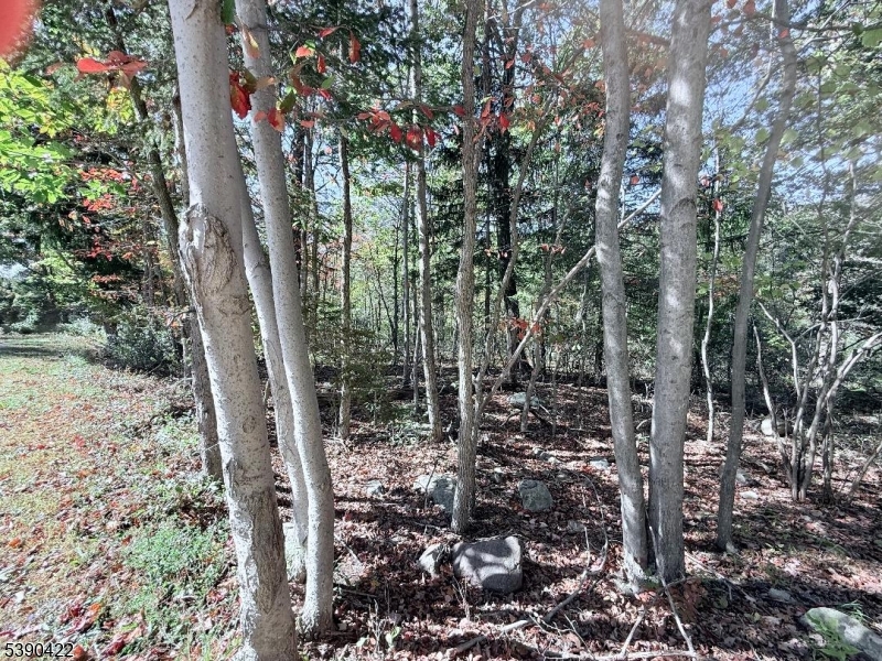 42 Gaisler Road Blairstown, NJ 07825 - Photo 7 of 8 a view of forest