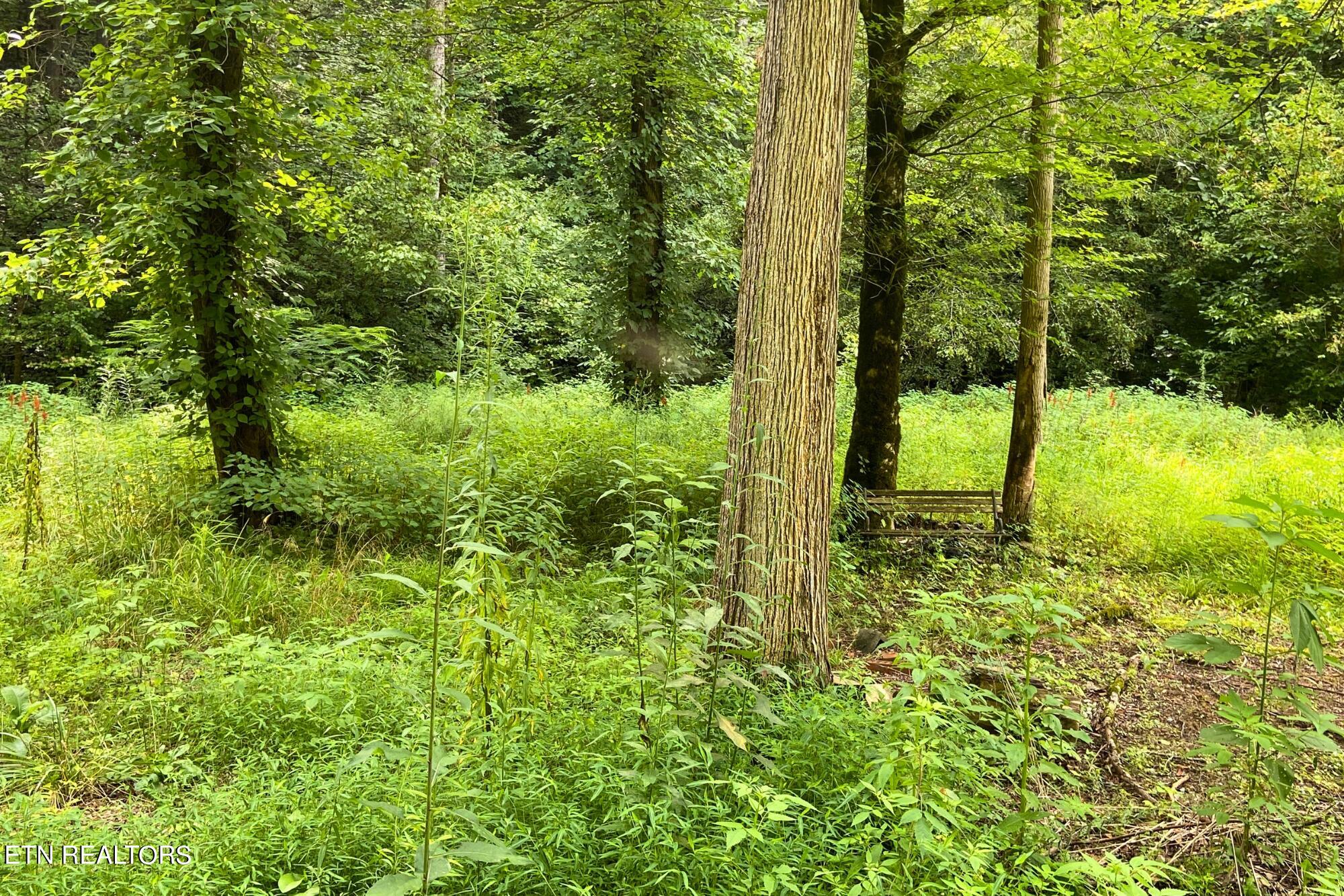217 Deerfoot Road Cosby, TN 37722 - Photo 9 of 20 Untitled (2000 x 1333 px)-11