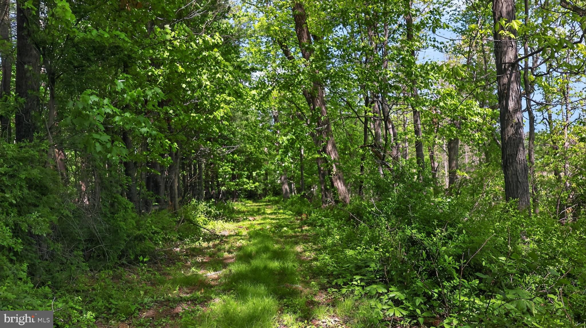 1599 Sanctuary Road Manheim, PA 17545 - Photo 62 of 66 Serene woodland path beckons wanderers.
