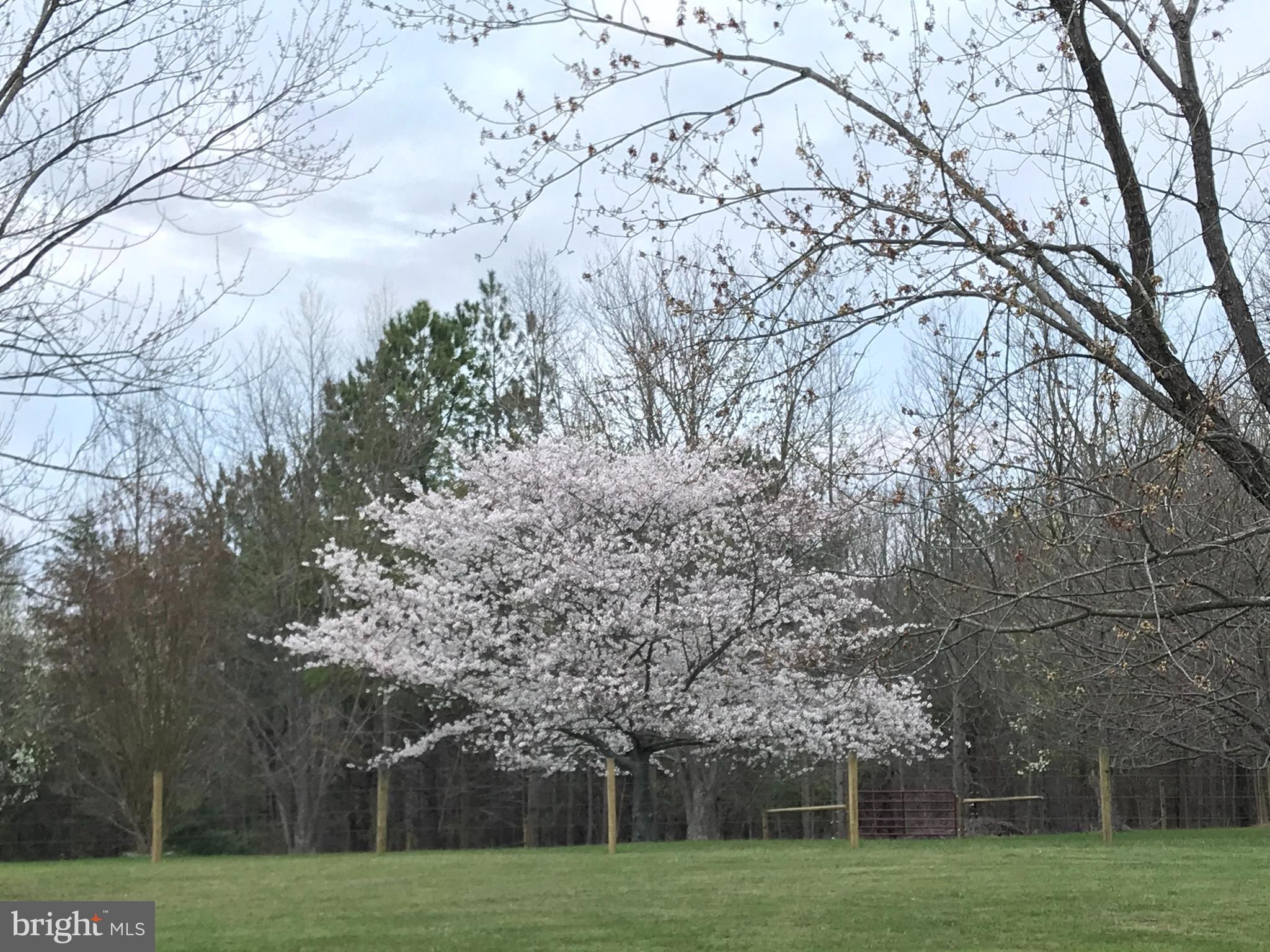 970 St George Barber Road Davidsonville, MD 21035 - Photo 11 of 69 a view of a park with large trees