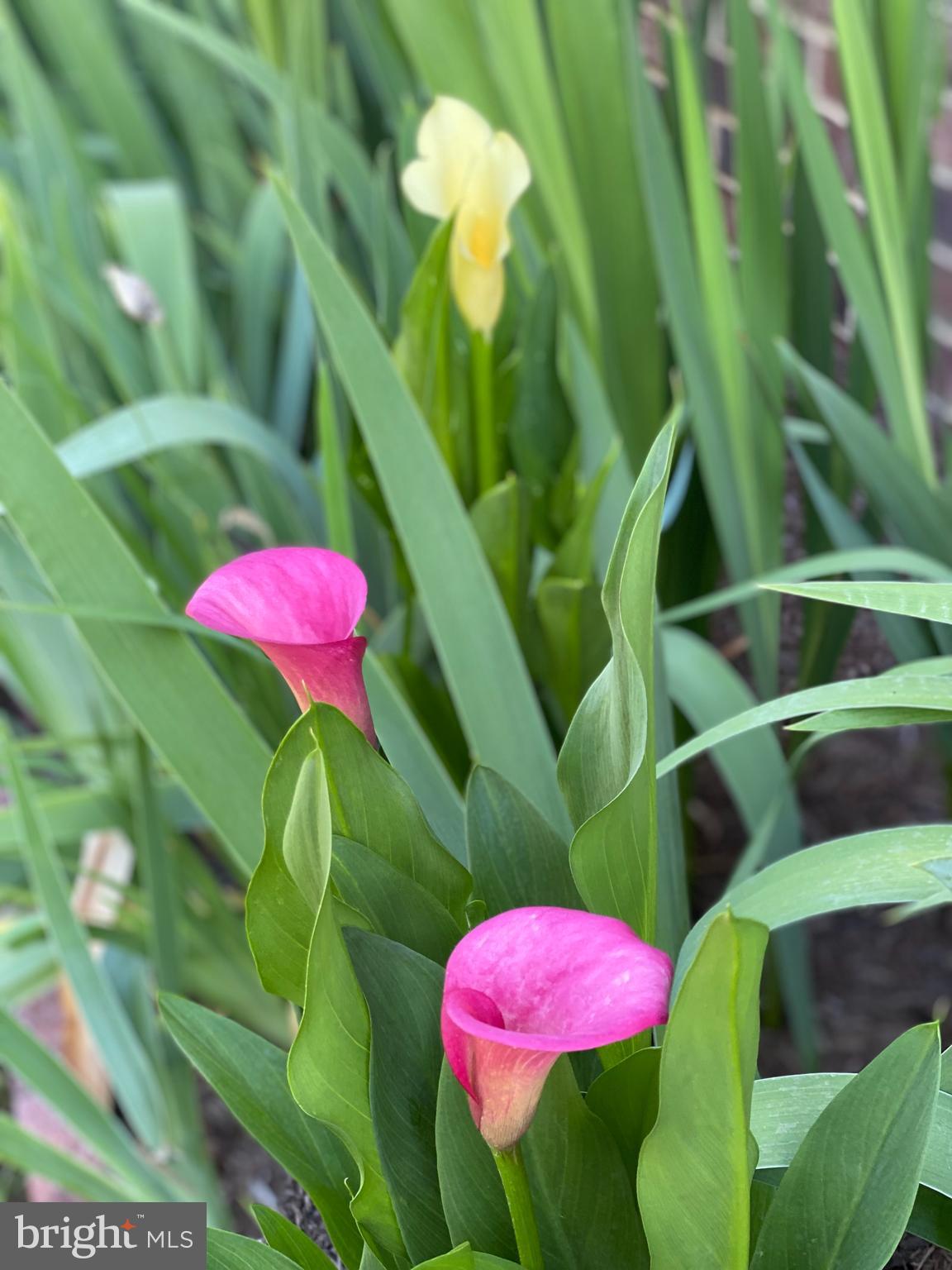 970 St George Barber Road Davidsonville, MD 21035 - Photo 66 of 69 Cutting gardens including Calla Lillies