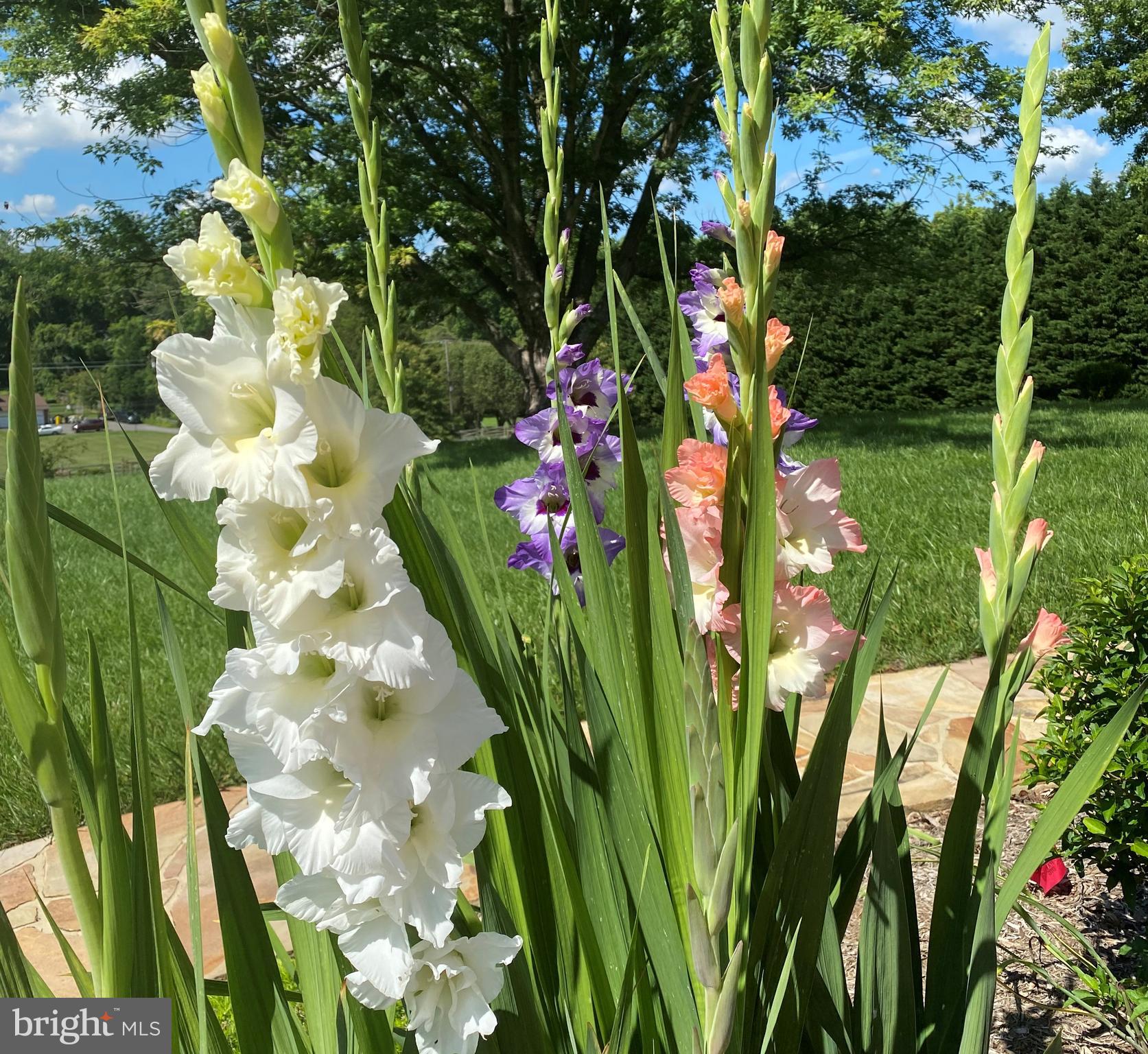 970 St George Barber Road Davidsonville, MD 21035 - Photo 68 of 69 More colorful Gladiolas