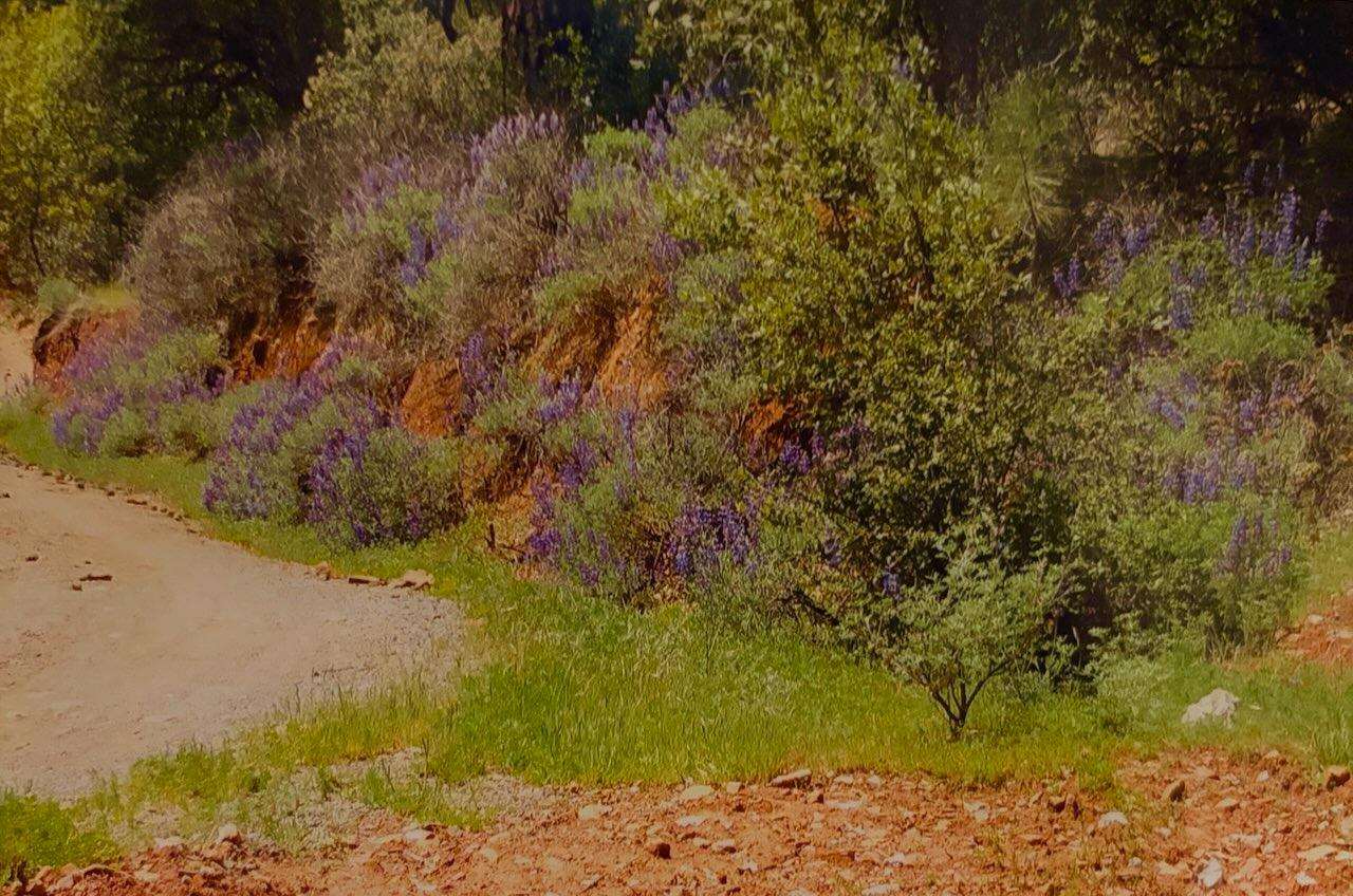 3558 Sheep Ranch Road Murphys, CA 95247 - Photo 15 of 15 Gallery Image 15