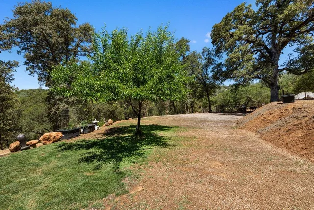 a view of a yard with a tree