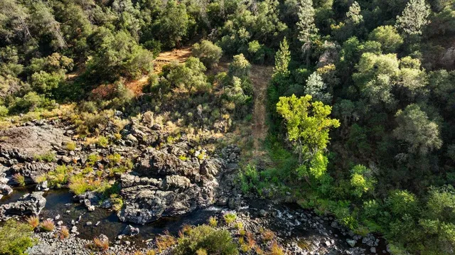 a view of a forest with a tree