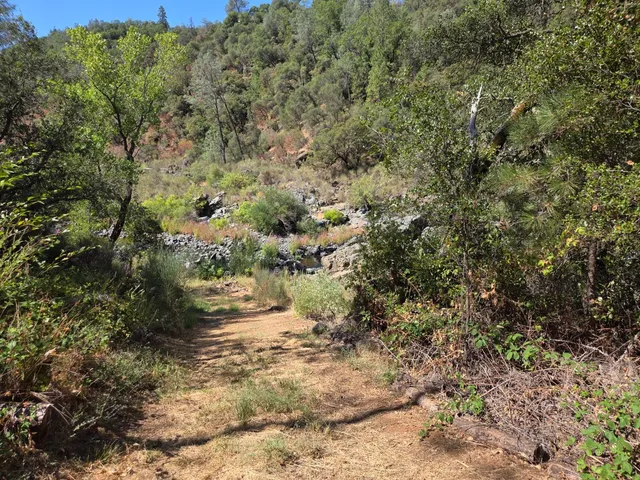 a view of a forest with a tree