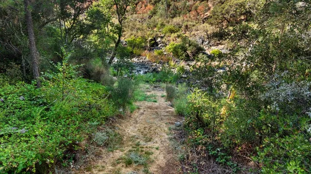 a view of a tree with a yard