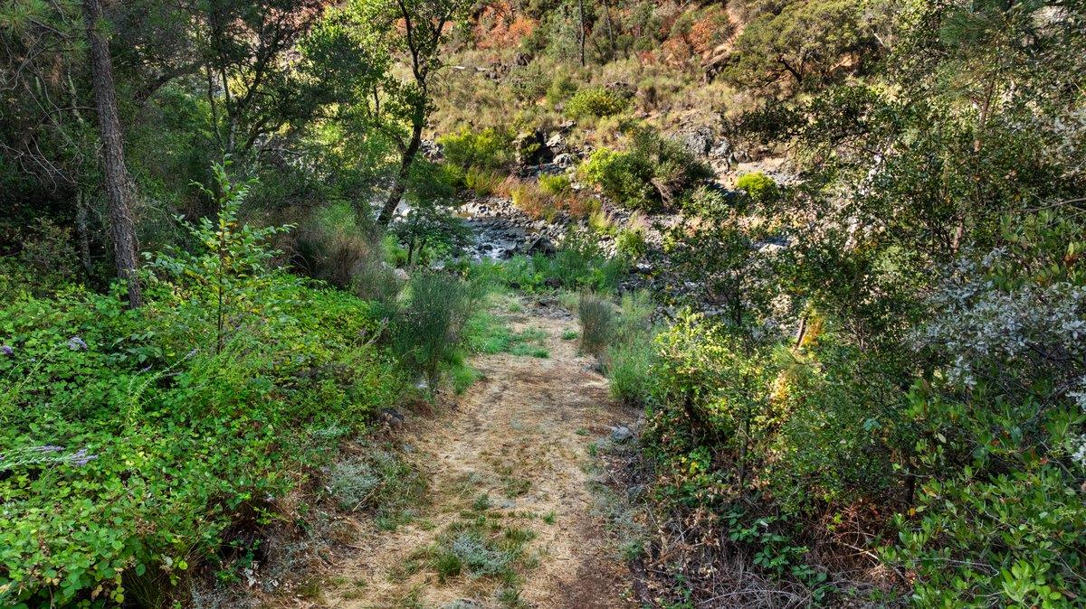 23392 Meyer Ravine Road Grass Valley, CA 95949 - Photo 46 of 58 a picture of trees