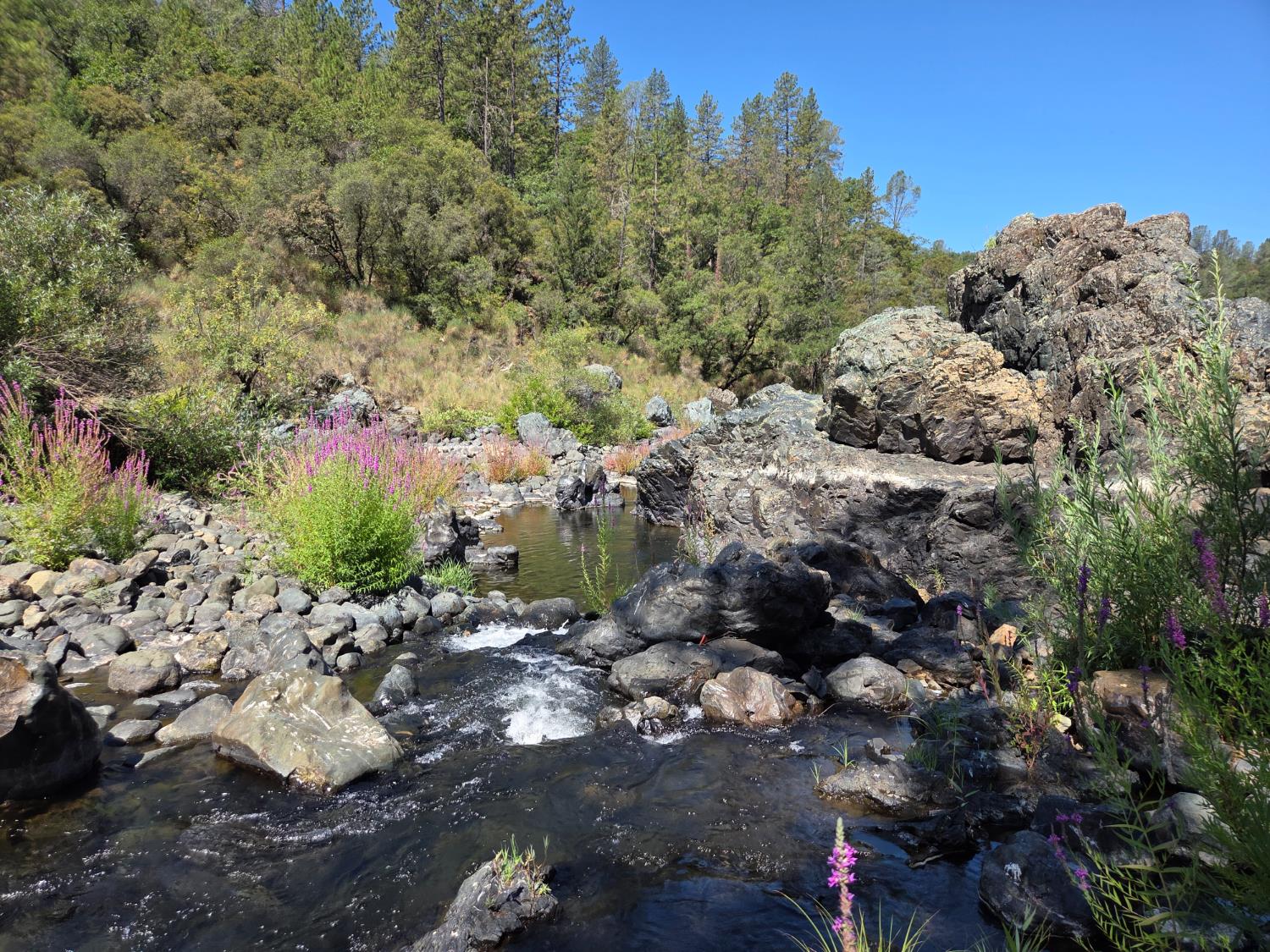 23392 Meyer Ravine Road Grass Valley, CA 95949 - Photo 48 of 58 a view of a forest with a tree