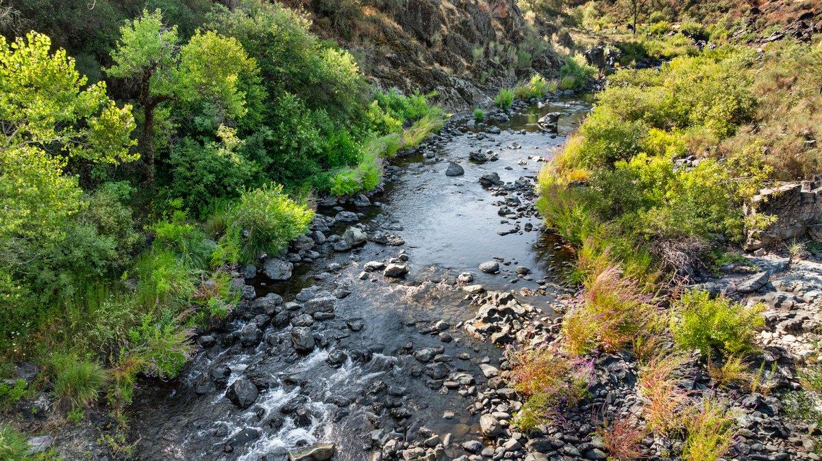 23392 Meyer Ravine Road Grass Valley, CA 95949 - Photo 50 of 58 a view of a garden with plants
