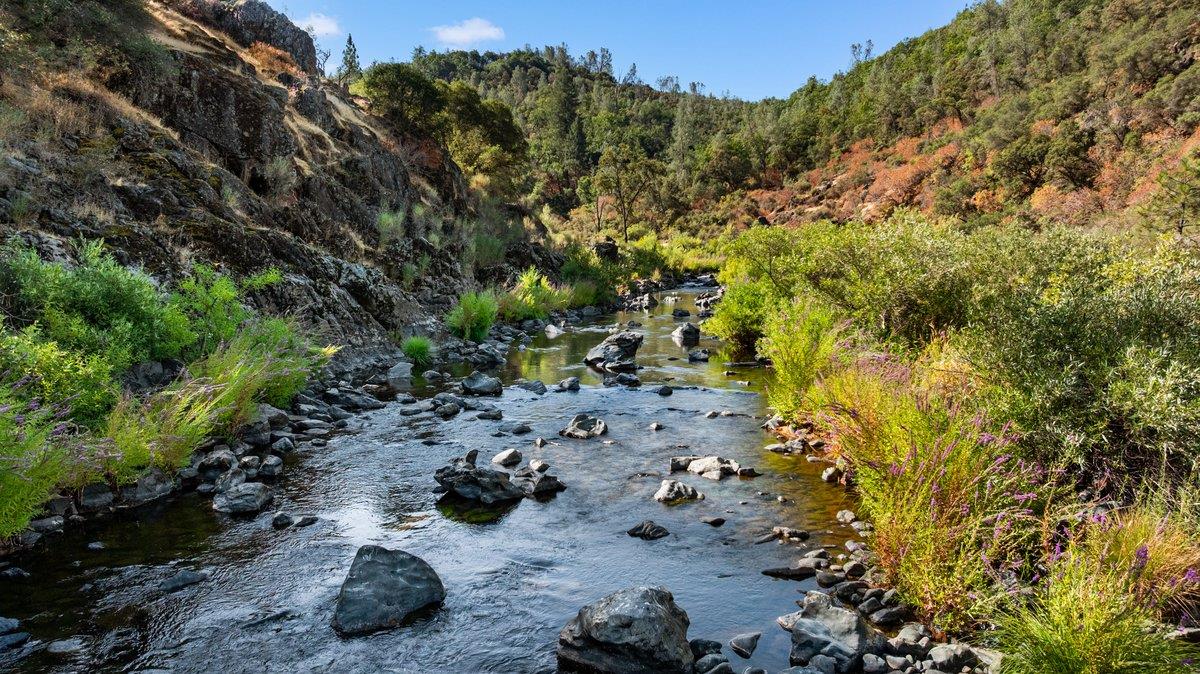 23392 Meyer Ravine Road Grass Valley, CA 95949 - Photo 52 of 58 a view of a tree with a yard