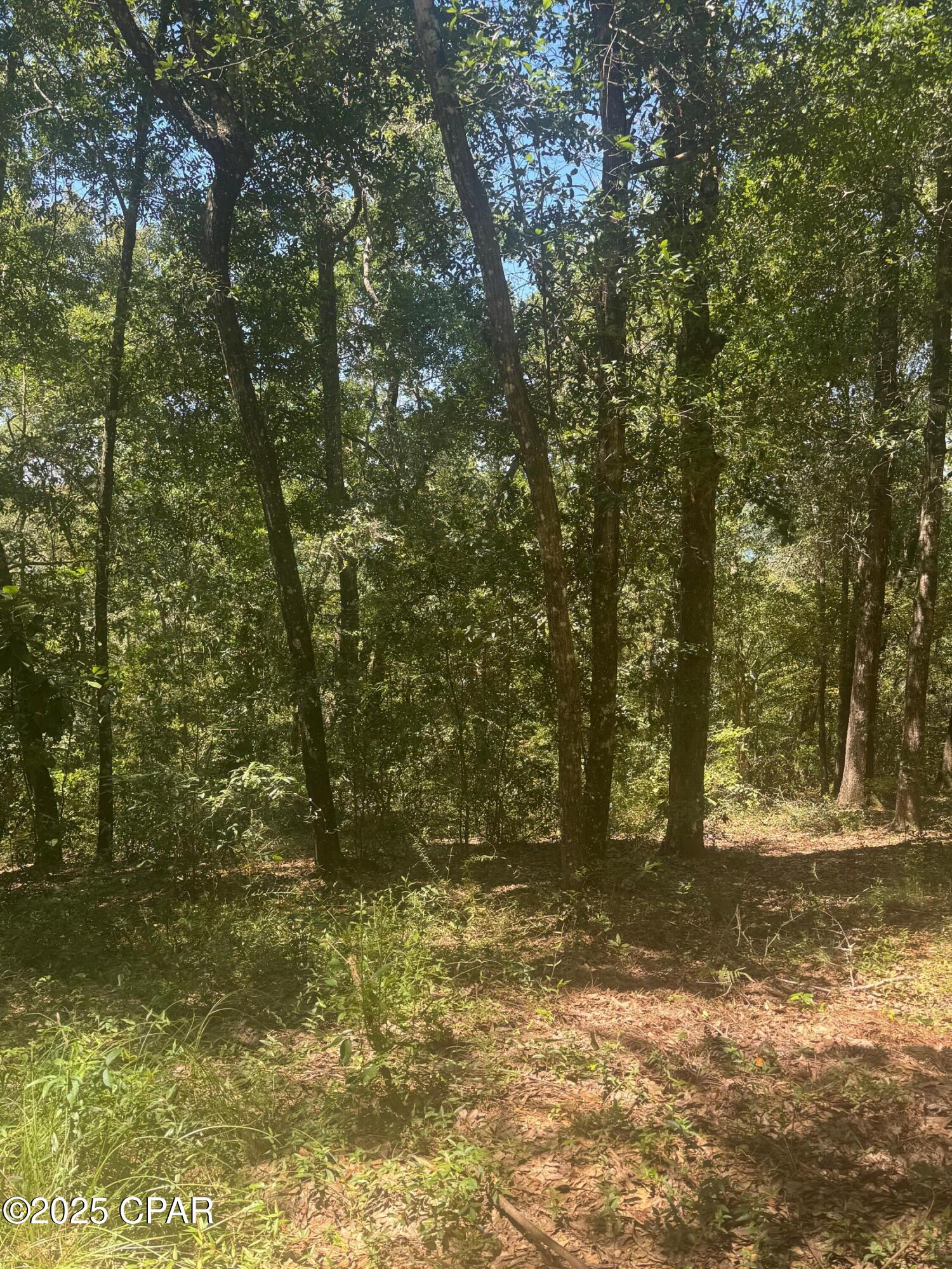 0 Dove Court Chipley, FL 32428 - Photo 3 of 10