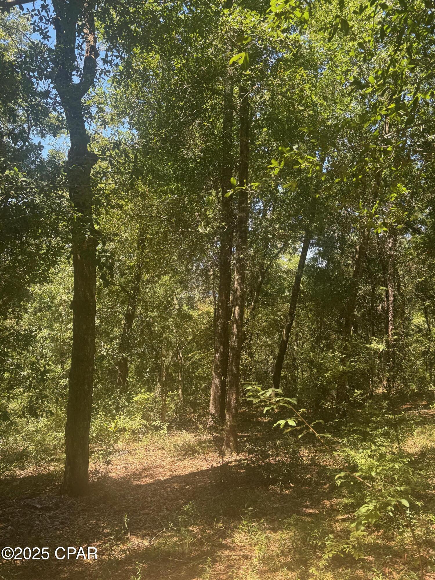 0 Dove Court Chipley, FL 32428 - Photo 4 of 10