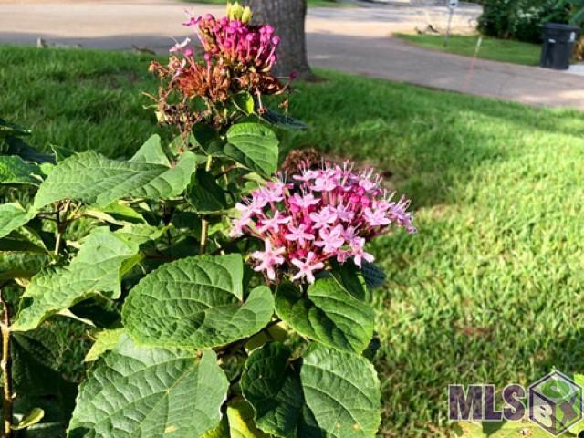 4813 Capital Heights Avenue Baton Rouge, LA 70806 - Photo 14 of 20