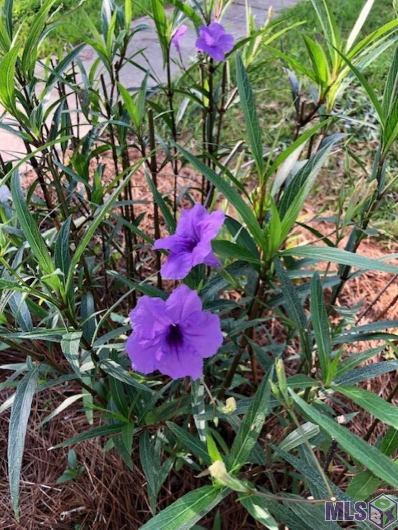 4813 Capital Heights Avenue Baton Rouge, LA 70806 - Photo 18 of 20