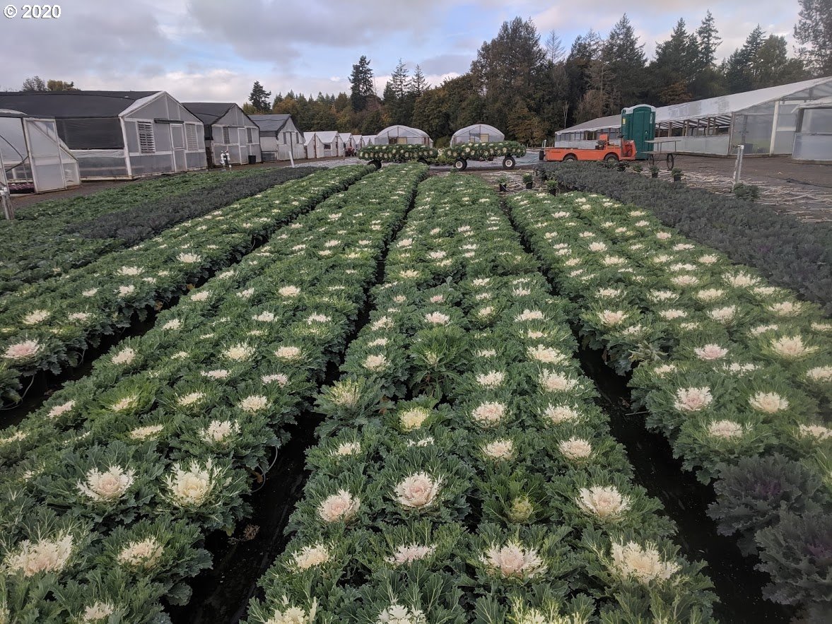 3285 Northwest Susbauer Road Cornelius, OR 97113 - Photo 19 of 32 a view of a house with a yard