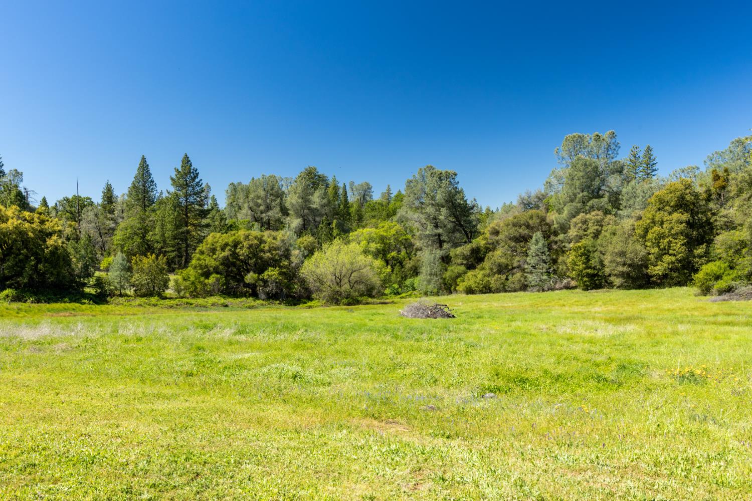 7220 Grizzly Flat Road Somerset, CA 95684 - Photo 12 of 28 a view of a big yard with an trees