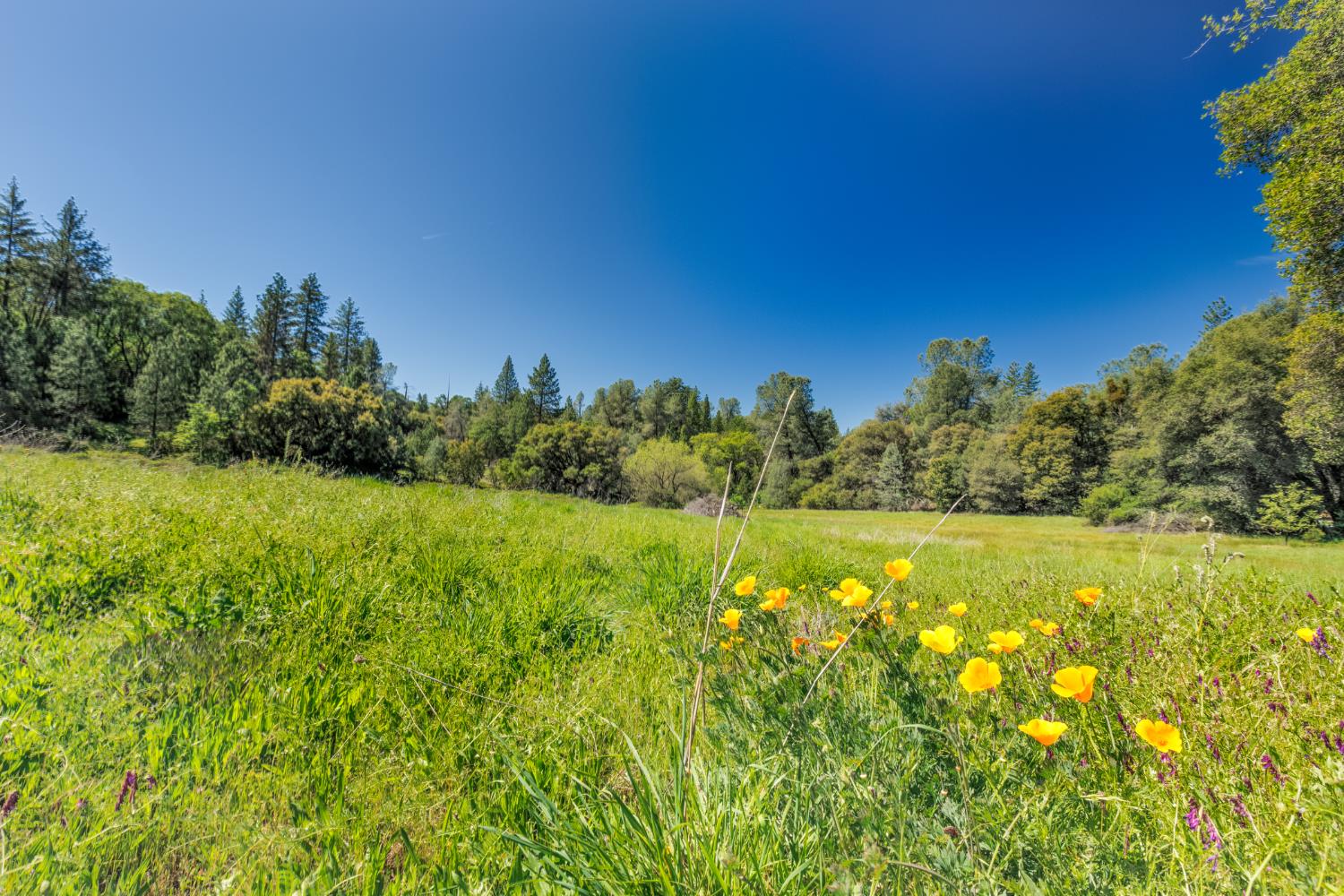 7220 Grizzly Flat Road Somerset, CA 95684 - Photo 14 of 28 a view of a lake with a yard