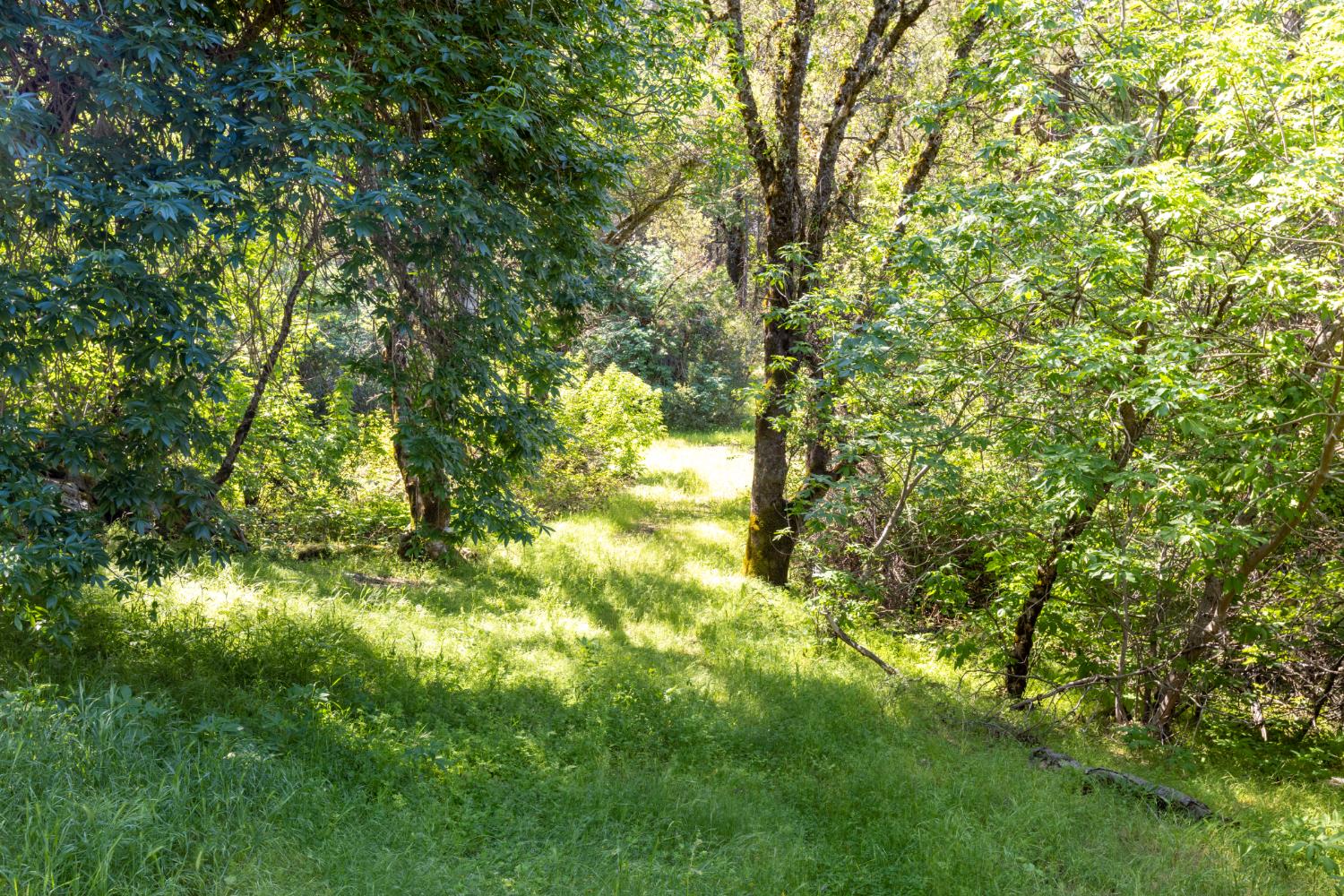 7220 Grizzly Flat Road Somerset, CA 95684 - Photo 15 of 28 a yard with a tree