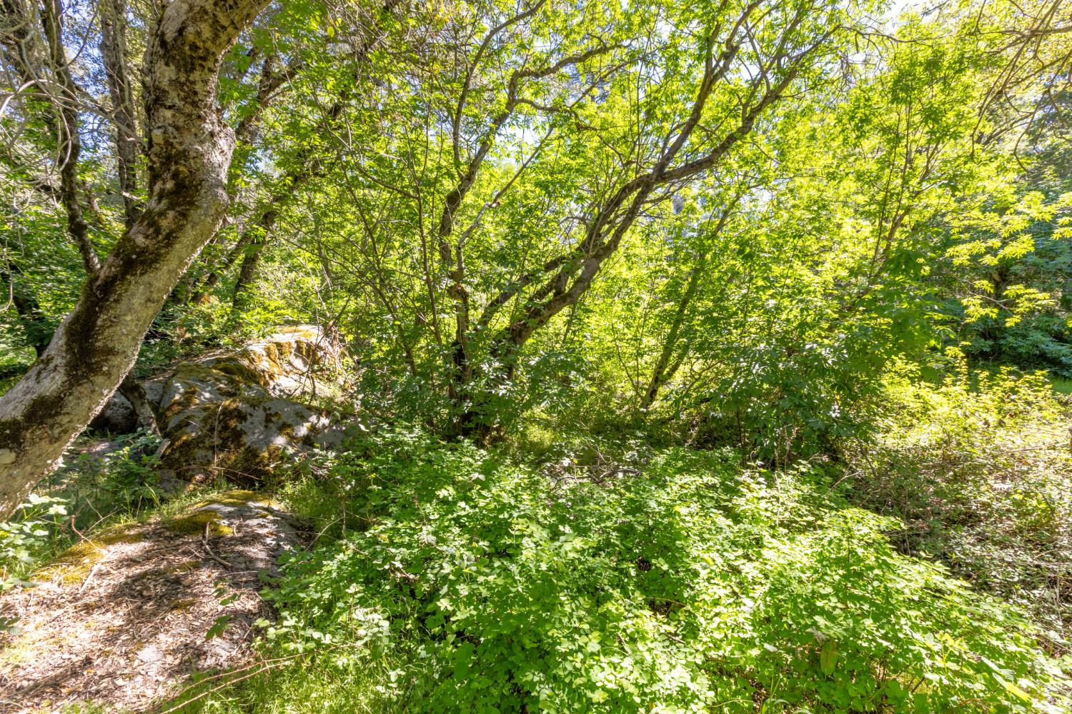 7220 Grizzly Flat Road Somerset, CA 95684 - Photo 16 of 28 a view of a tree