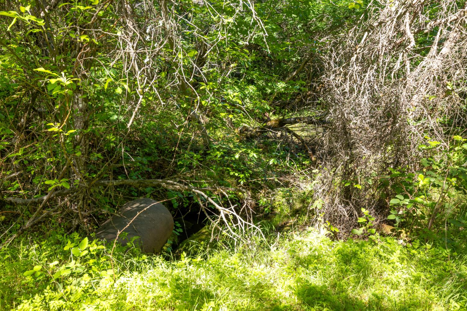 7220 Grizzly Flat Road Somerset, CA 95684 - Photo 17 of 28 a view of a plant in a garden