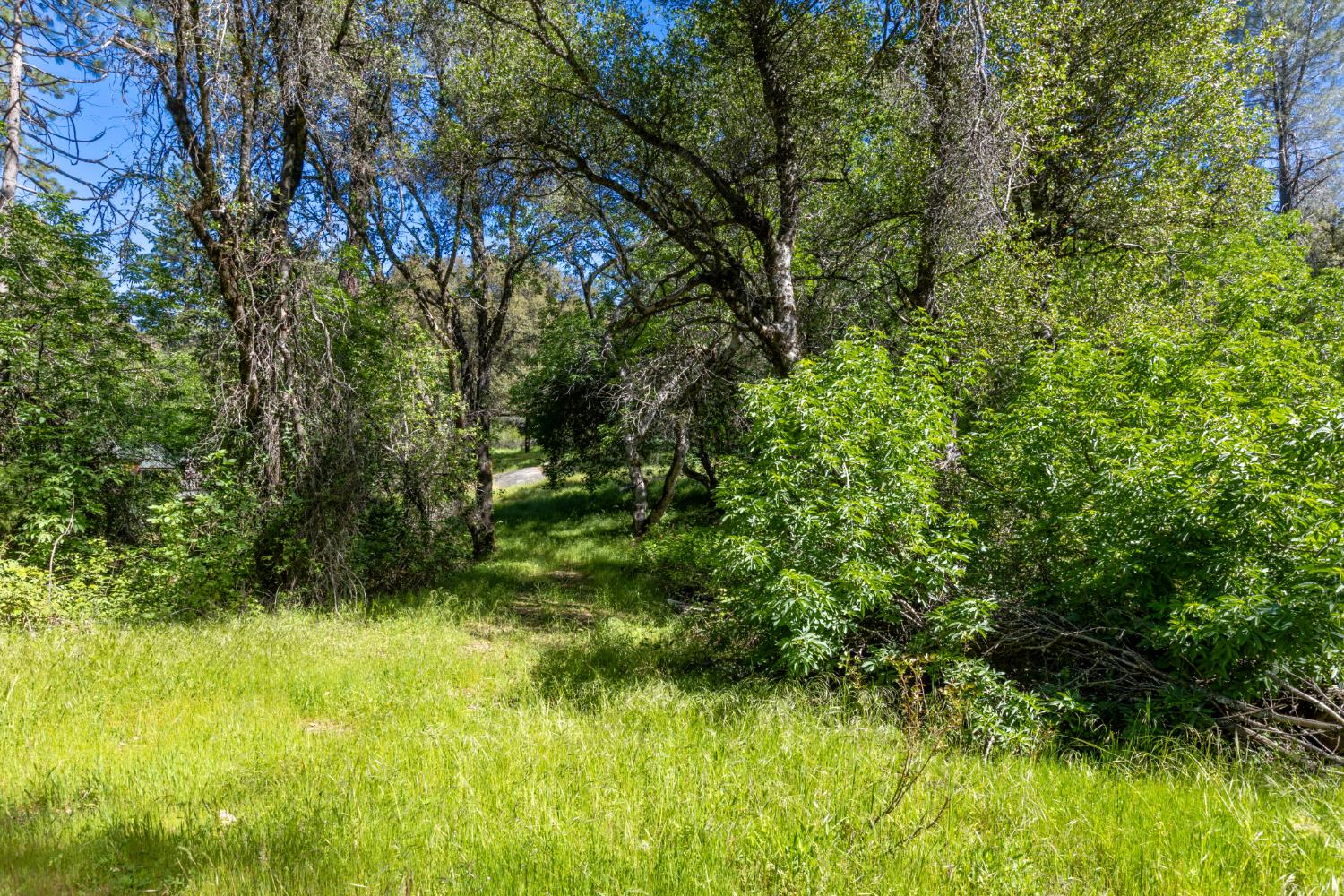 7220 Grizzly Flat Road Somerset, CA 95684 - Photo 19 of 28 a view of outdoor space and a yard