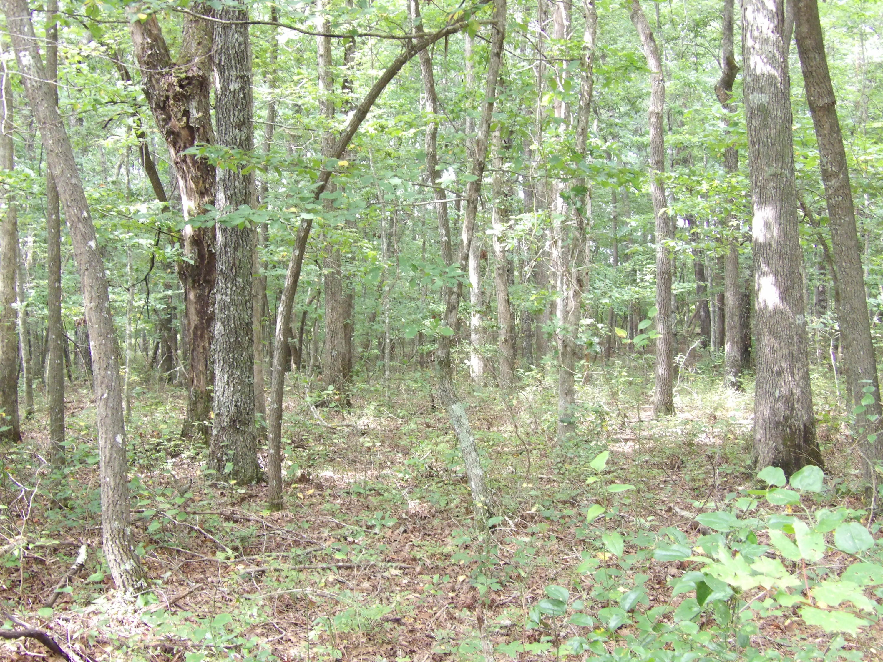 0 Flatbush Road, Unit B37 Spencer, TN 38585 - Photo 11 of 20 100_1391